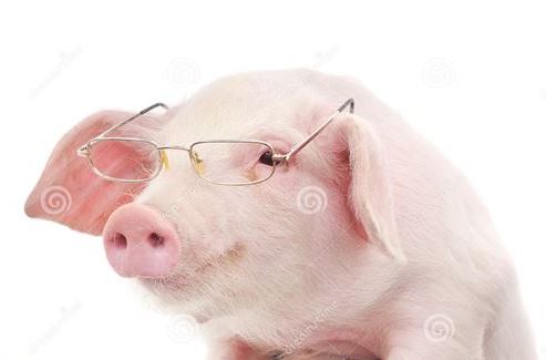 Pig with glasses